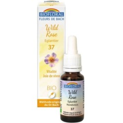 37 Eglantier (Wild Rose) Flacon 20 ml