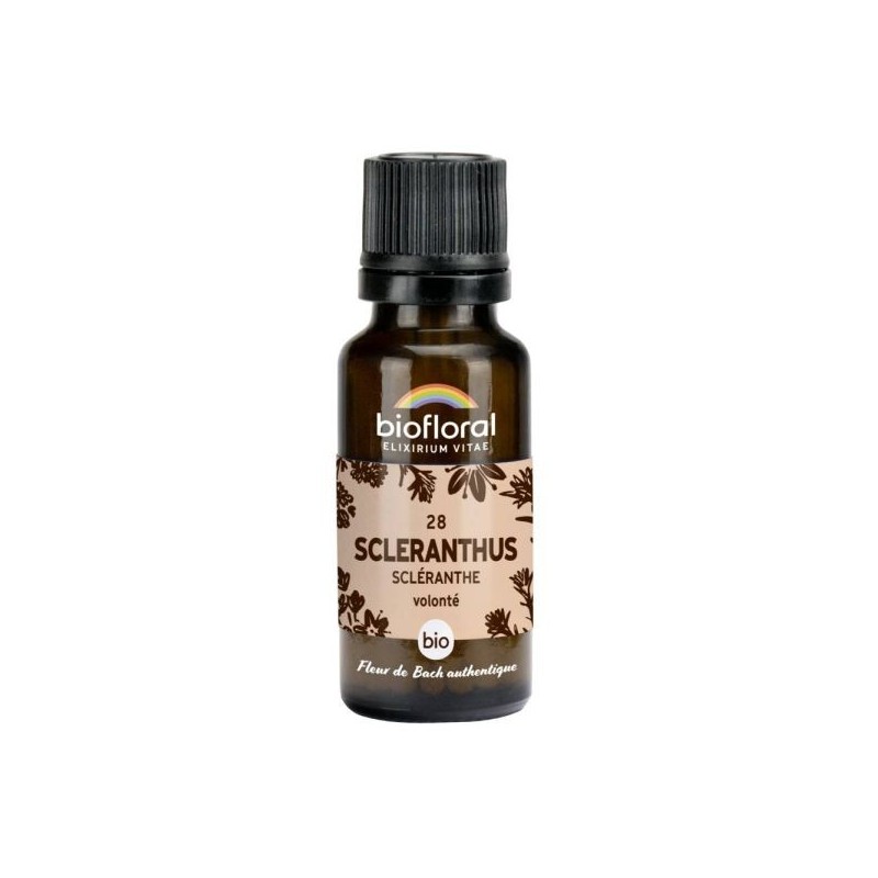 Scléranthe granules Granules 19