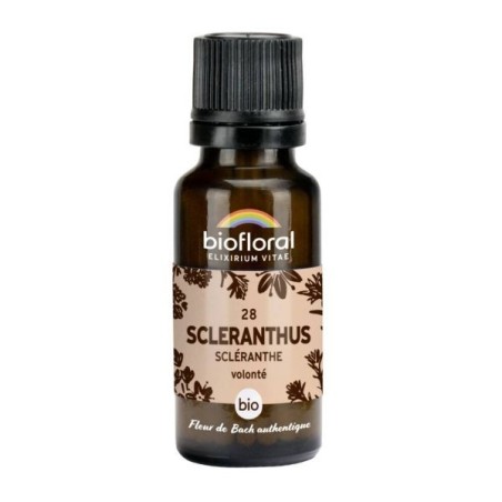 Scléranthe granules Granules 19
