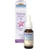 04 Centaurée (Centaury) Flacon 20 ml