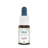Chicorée (Chicory) Flacon Compte-gouttes 15 ml