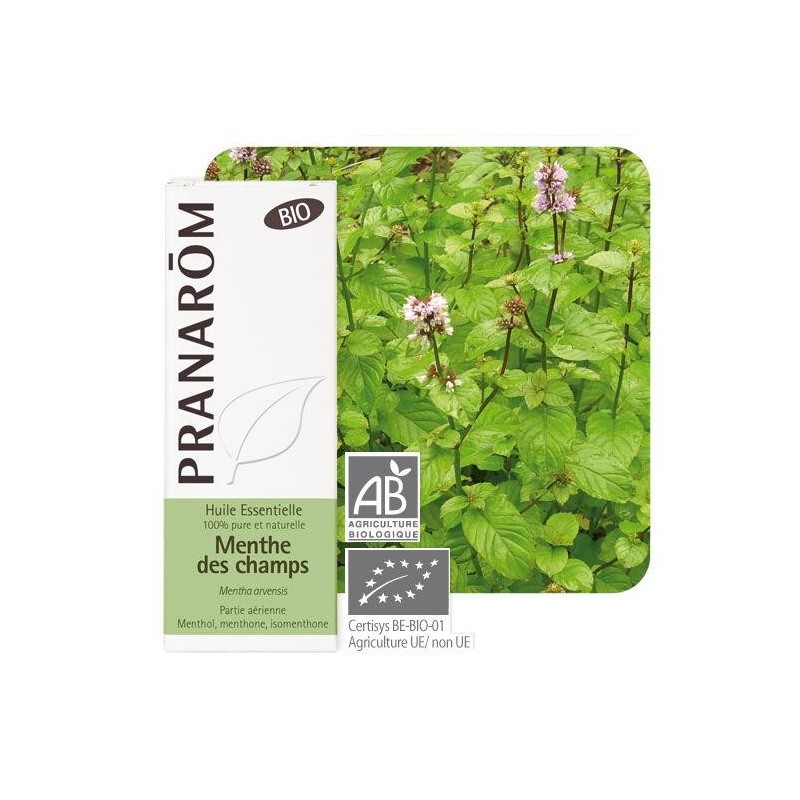 Huile essentielle bio de Menthe des champs Pranarôm 10 ml