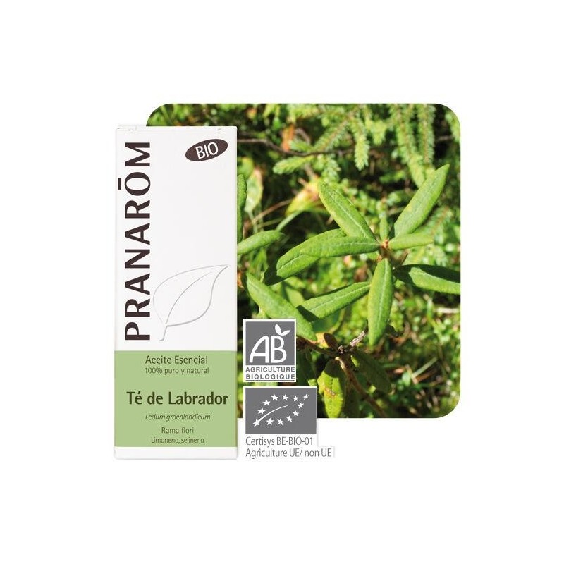 Comprimés Lédon du Groënland Bio de Pranarôm