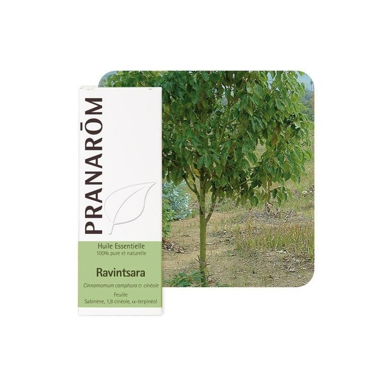 Huile essentielle bio Ravintsara 10 ml de Pranarôm pour purifier et tonifier les voies respiratoires