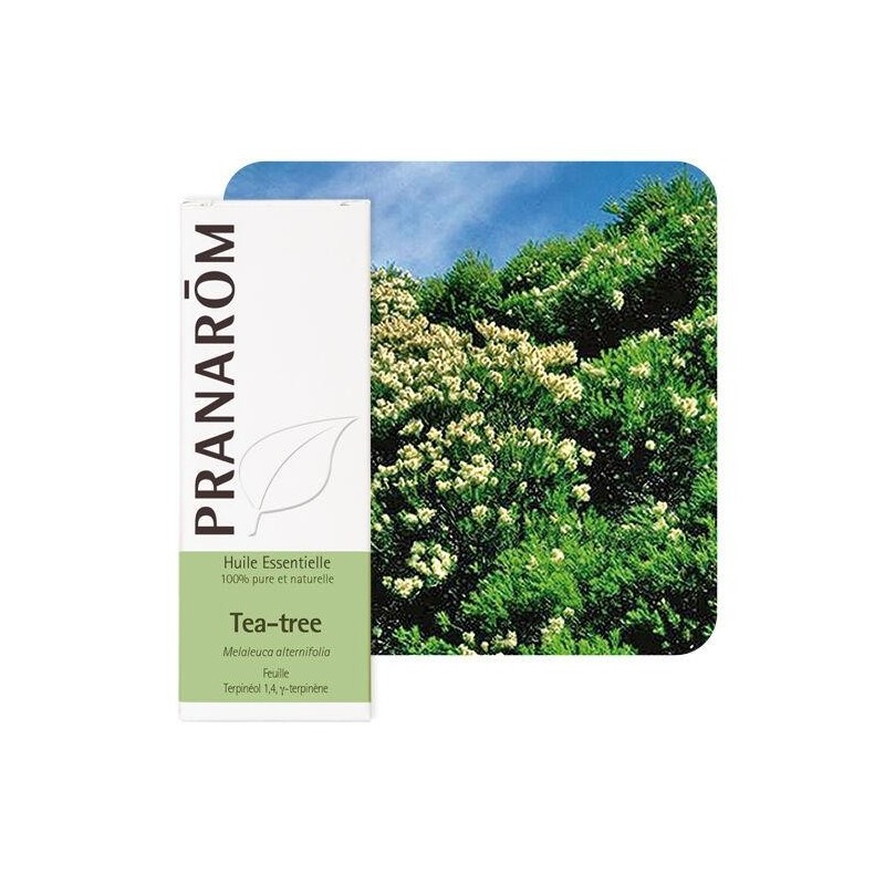 Huile essentielle Tea Tree Pranarôm 10 ml pour peau impure et cuir chevelu sain