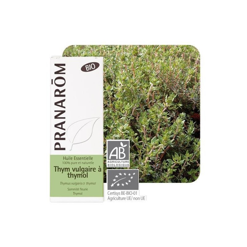 Thym vulgaire à thymol bio - complément purifiant naturel pour le bien-être respiratoire.