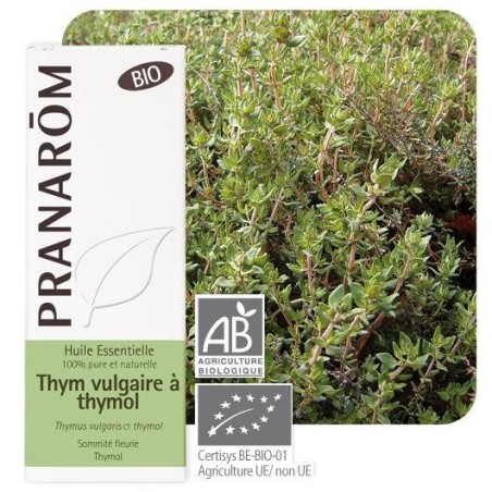 Thym vulgaire à thymol bio - complément purifiant naturel pour le bien-être respiratoire.
