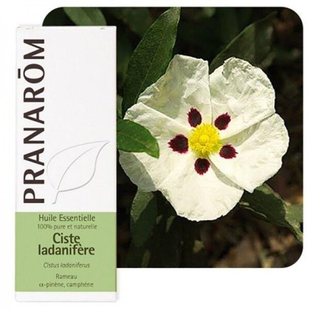 Huile essentielle Ciste ladanifère 5 ml bio Pranarôm
