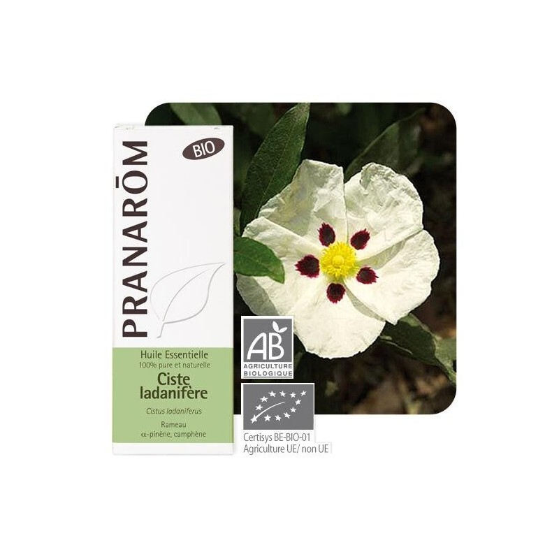 Gélules de Ciste ladanifère bio de Pranarôm pour la purification et la régénération de la peau