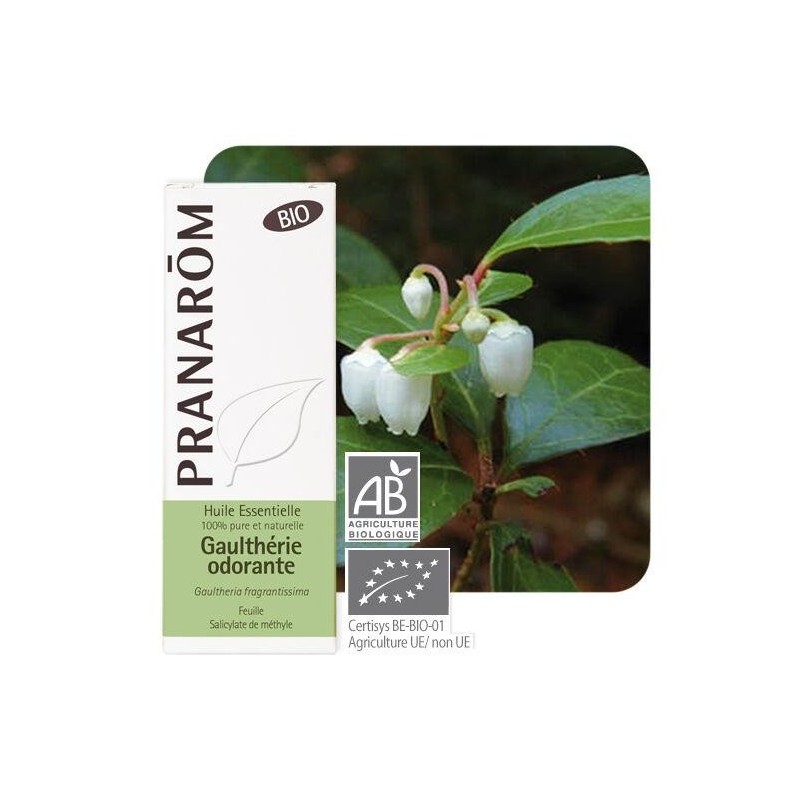 Huile essentielle de Gaulthérie odorante bio Pranarôm 10ml pour soulager les douleurs musculaires et articulaires