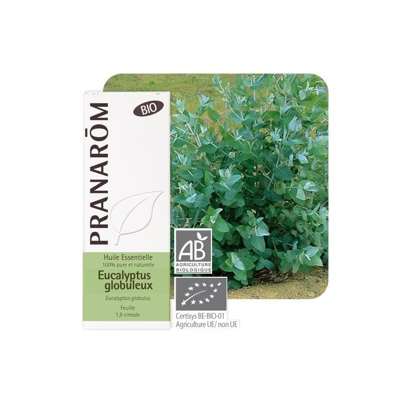 Huile essentielle bio Eucalyptus globuleux