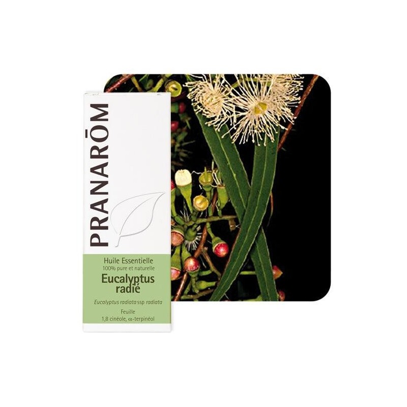 Huile essentielle bio Eucalyptus radié Pranarôm 10 ml pour confort respiratoire et vitalité