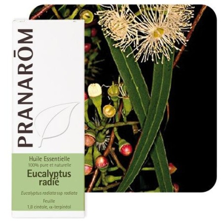 Huile essentielle bio Eucalyptus radié Pranarôm 10 ml pour confort respiratoire et vitalité