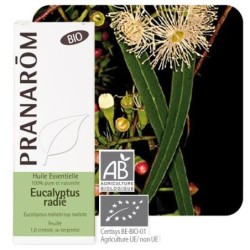 Huile essentielle Eucalyptus radié bio Pranarôm 10 ml pour confort respiratoire et vitalité
