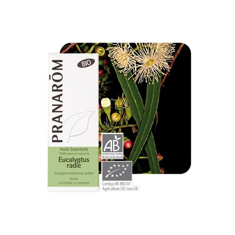 Huile essentielle Eucalyptus radié bio Pranarôm 10 ml pour confort respiratoire et vitalité