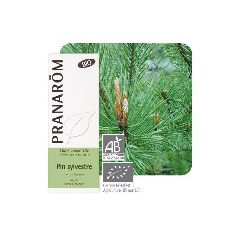Gélules de Pin sylvestre bio pour le soutien respiratoire et la vitalité