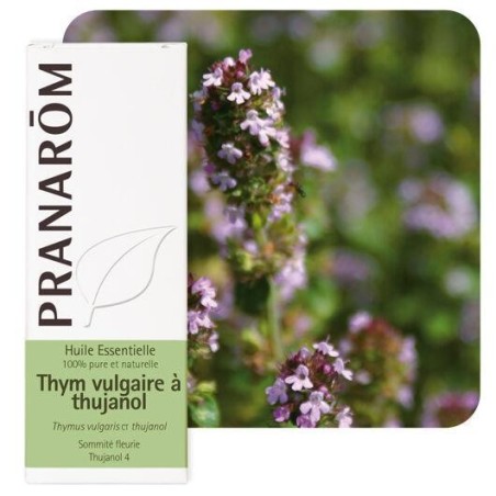 Huile essentielle bio de Thym vulgaire à thujanol 5 ml pour le soin des voies respiratoires et le renforcement immunitaire.