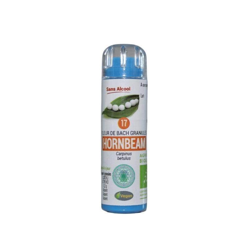Charme (Hornbeam) 17
