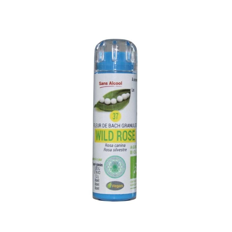 Eglantier (Wild rose) 37
