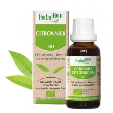 Macérat mère de bourgeons de citronnier bio