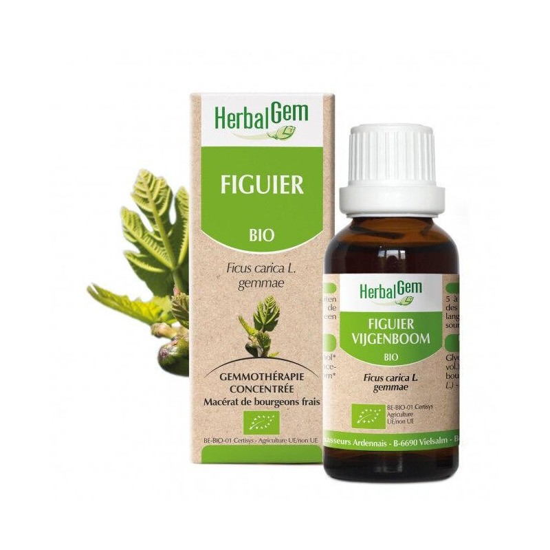 Figuier bio